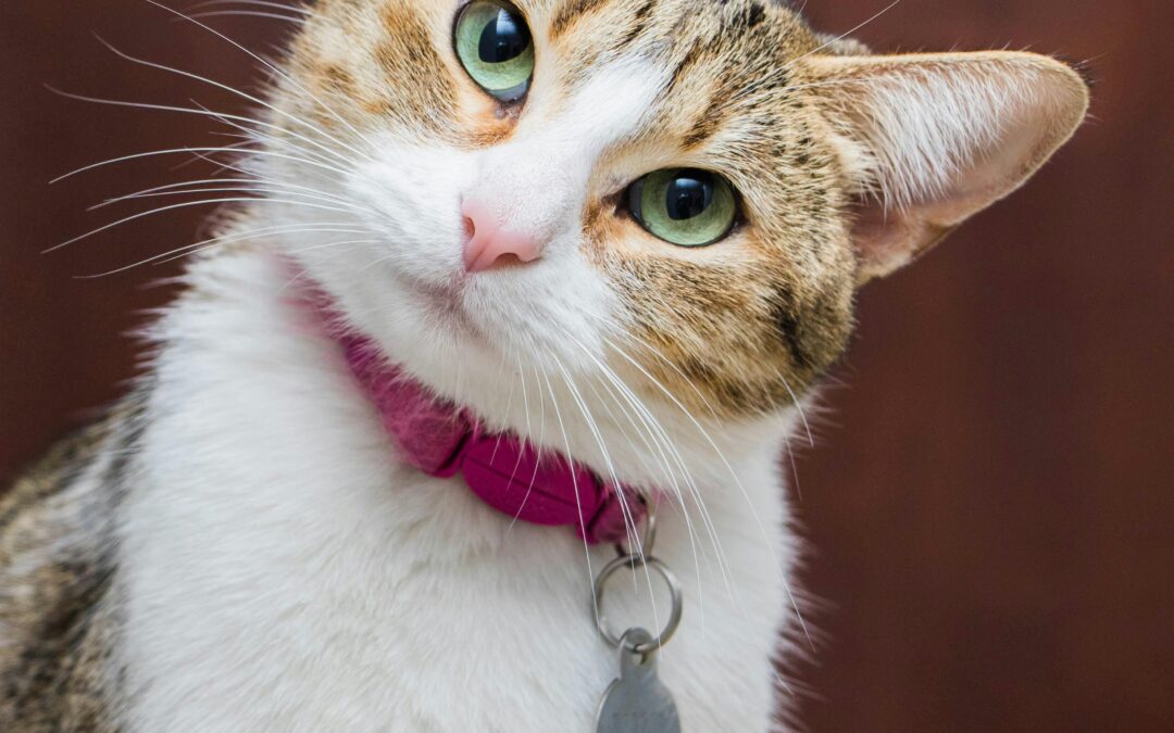 Why Every Cat Owner Should Consider a Breakaway Collar