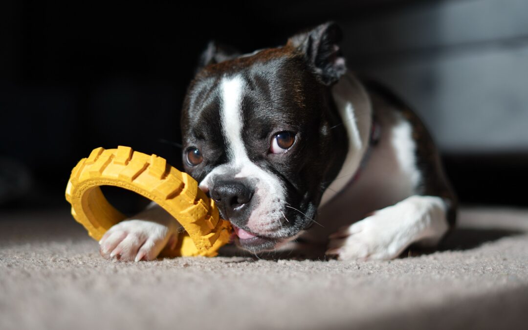Why Tough Dog Toys Are Essential for Aggressive Chewers