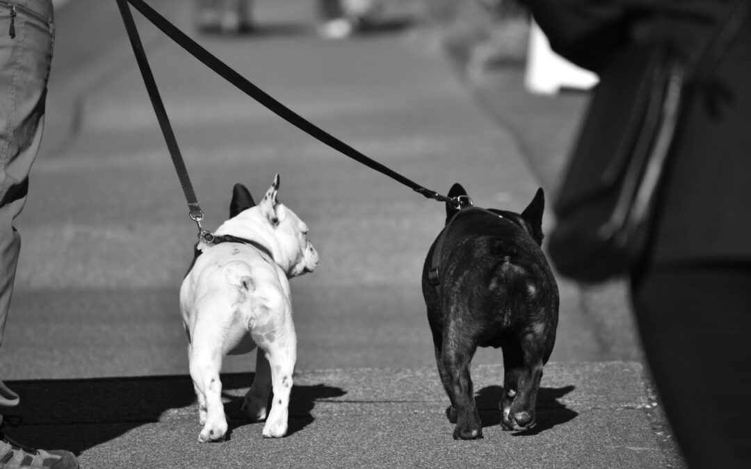 Stop and Smell Everything: Why Sniff Walks Matter to Dogs
