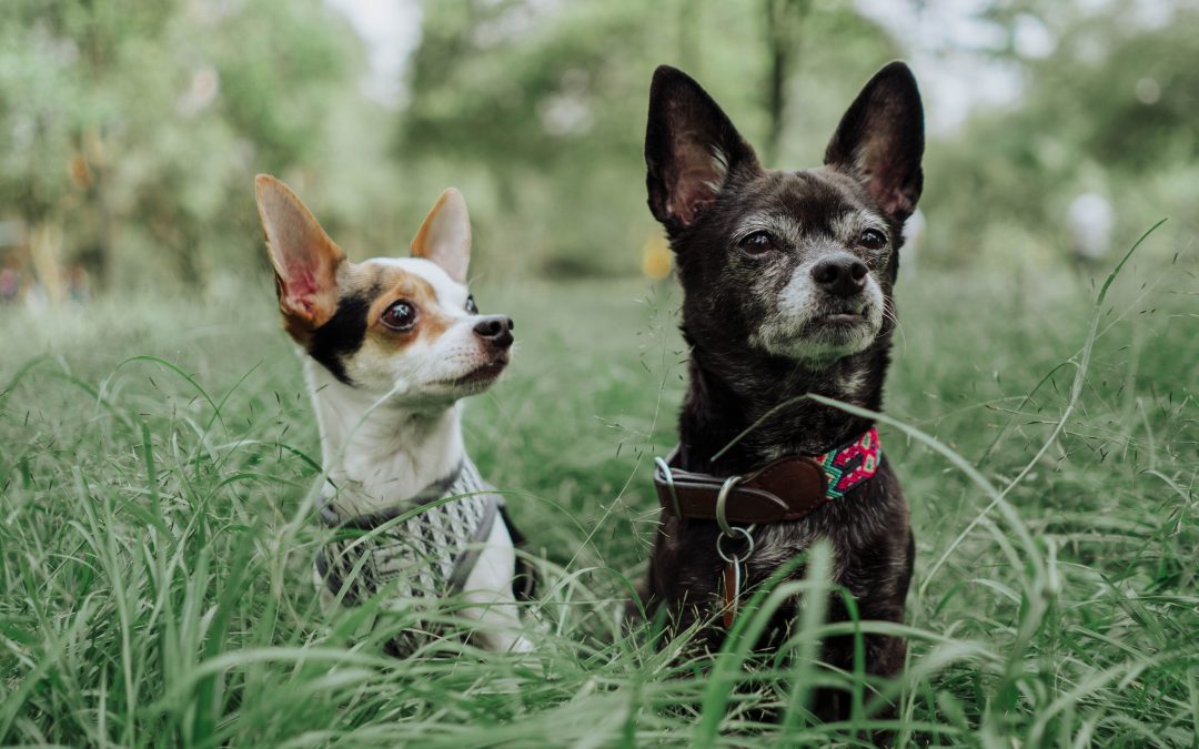 Harness vs. Collar: Which Is Better for Your Pet?