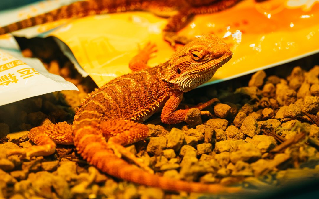 The Reptile Habitat Checkup: 7 Things Worth Checking Regularly