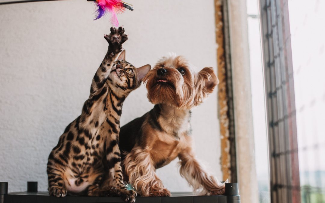 What Is Your Pet Really Trying to Tell You? Understanding Pet Body Language