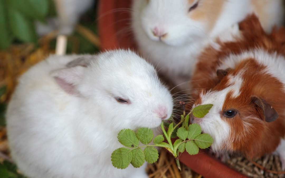 Binkies and Popcorning: The Happy Dances of Rabbits and Guinea Pigs